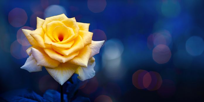 Yellow rose light Bokeh blue background Valentines Day