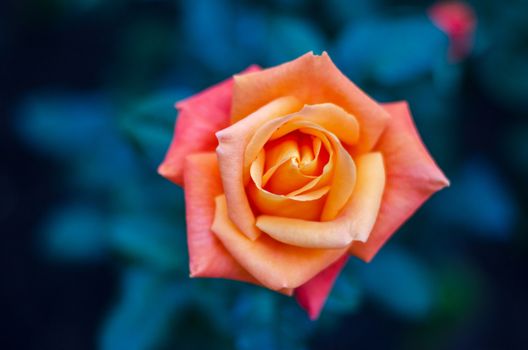 Orange yellow roses blue background