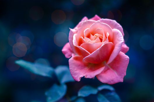 Pink roses light Bokeh blue background Valentines Day