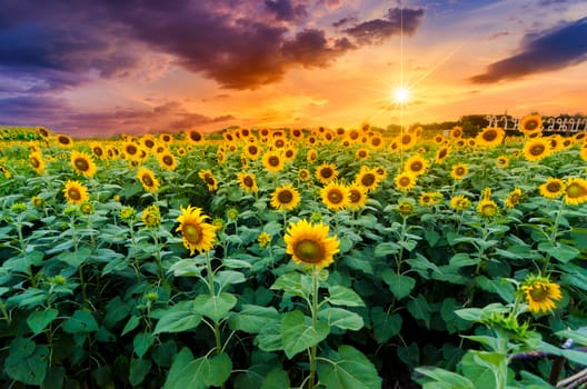 Sunflowers full bloom and light in the morning.