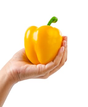 Hand holding ripe yellow bell pepper isolated on white background, Save clipping path.