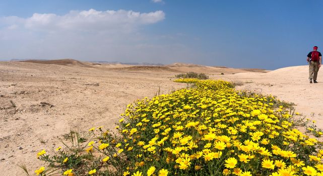 Hiking in spring desert health and ecology tourism