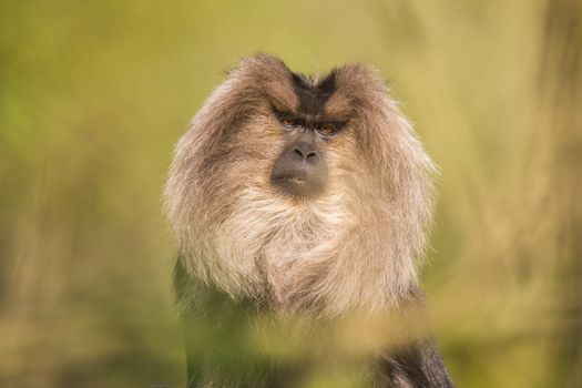 Portrait of Lion-tailed Macaque, Macaca silenus, funny monkey from tropical forest.