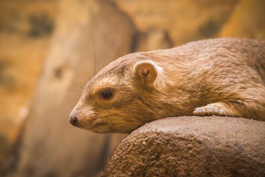 Common Rock Hyrax - Procavia capensis, small mammal from African hillls and mountains, Namibia.