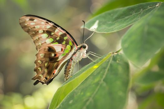 Tropical butterfly Tailed Green Jay Graphium agamemnon. Swallowtail living in Southeast Asia and Australia