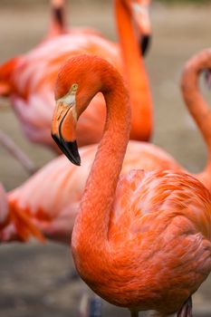 Flamingos or flamingoes are a type of wading bird in the family Phoenicopteridae. Red Flamingos come from America