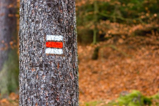 Trail marking on tree in Czech Republic. Painted mark for tourist, hiker and trekker. Method of navigation on touristic routes and paths in nature. Very low depth of field