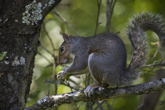 Gray squirrel sits on tree limb eating an apple.