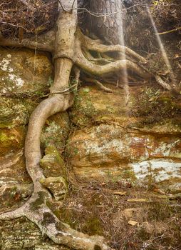 Tree roots exposed along a rock ledge.