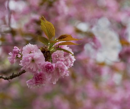 Closeup view of double flower cherry blossoms, prunus serrulata.