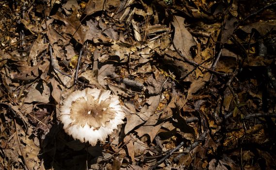 A fungi with serrated edges grows on the forest floor among other forest litter; highlighted by sunshine.