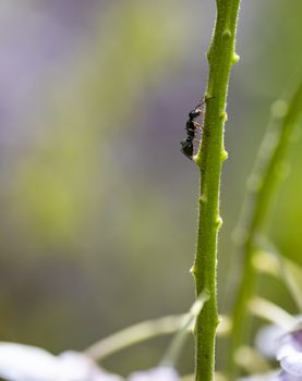 Macro view of an ant climbing a wisteria vine.