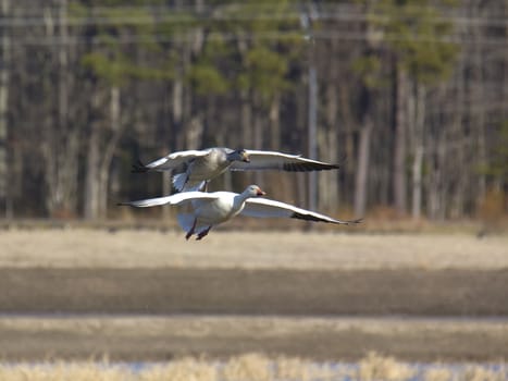 Two geese gliding to landing in wetlands