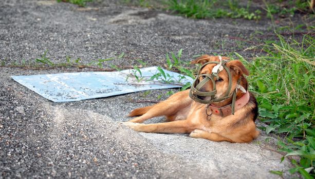 Mouth Guard Soft Muzzle on a Pet Dog