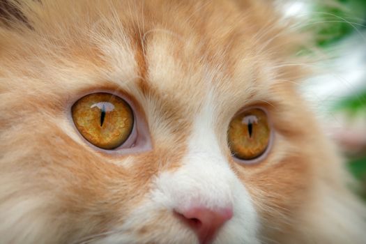 Fully Dilated Eye Pupil on an Orange Persian Cat
