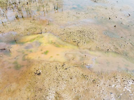 muddy water and algae and plants in swamp or marsh