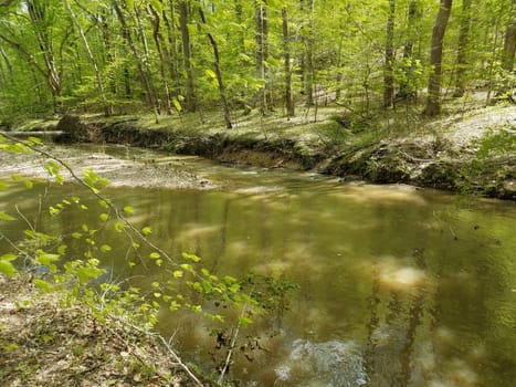 river or stream or creek with green leaves and trees in forest