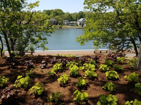 plants with green and purple leaves and river and trees with houses