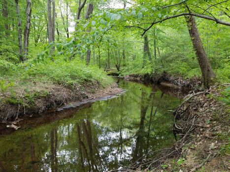 river or stream with reflection and green leaves and trees in forest or woods