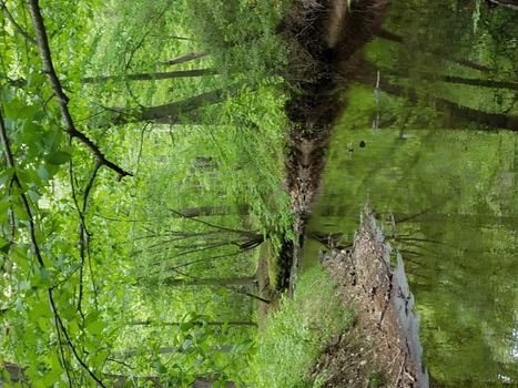 river or stream with reflection and green leaves and trees in forest or woods