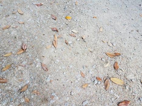 grey stones or rocks or pebbles on ground with fallen leaves