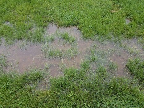 green grass or lawn or yard and large water puddle