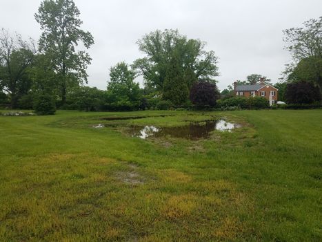 green grass or lawn or yard and large water puddle