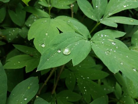 wet plant with green leaves and water drops from rain