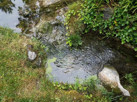 water flowing in stream or creek with green plants and grass