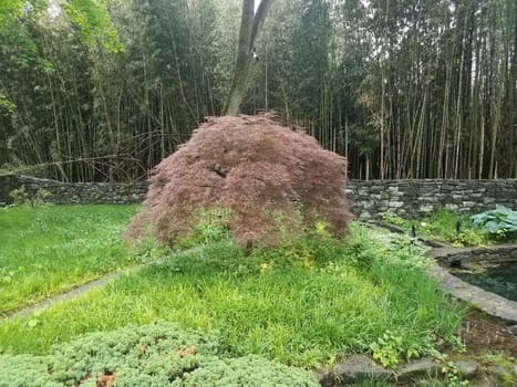 Japanese maple tree with bamboo and stone wall and grasses