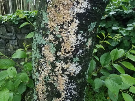 tree trunk and bark with green and white lichen growing