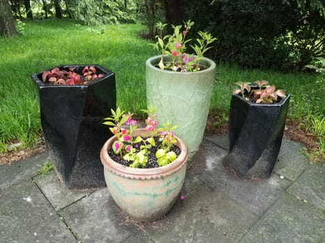 ceramic flower pots with green and pink and red flowers and leaves
