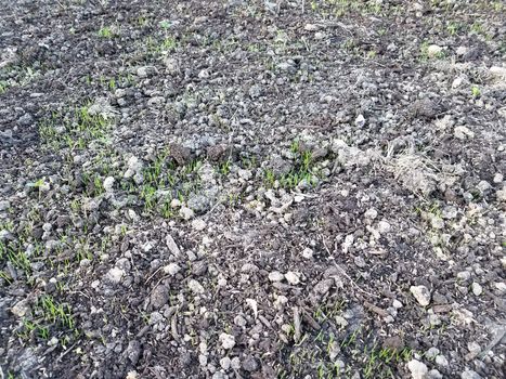 new green grass growing in brown dirt or soil