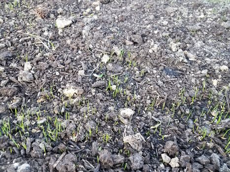 new green grass growing in brown dirt or soil