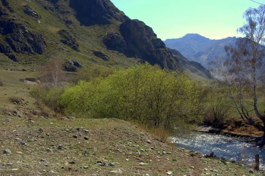 The swift mountain stream flows into the valley. Altai, Che-chkysh gorge, Siberia, Russia.