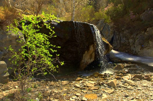 Lonely bush shares at the waterfall Che-chkysh. Altai, Siberia, Russia.