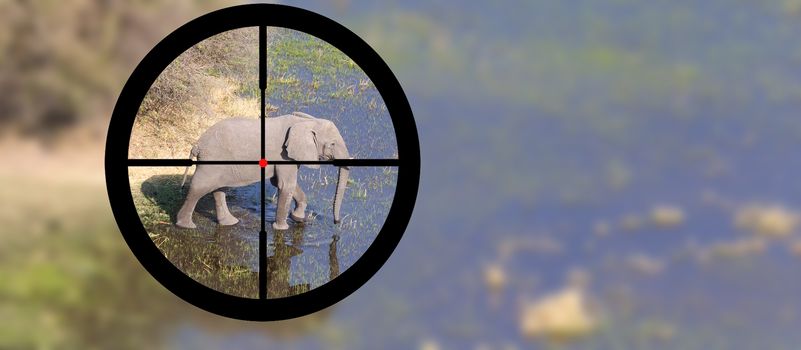 Hunting: African elephant in it's natural habitat, view of a hunter