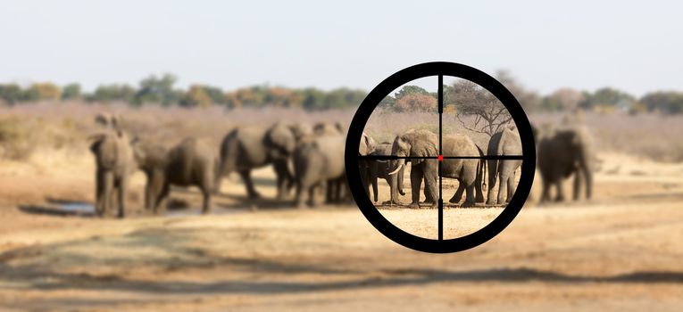 Hunting: African elephant in it's natural habitat, view of a hunter