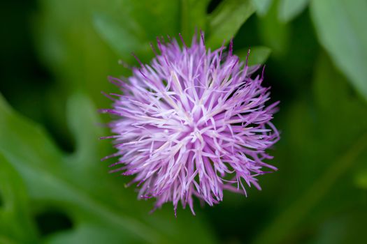 Purple flower of the Spear Thistle. Cirsium vulgare. JungleDragon