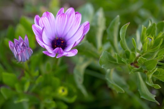 Purple flowers of the African daisies. Osteospermum.