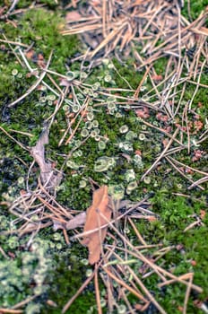 Background of the grass, bumps and a lot of moss