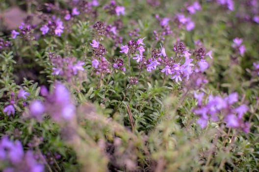 Spring purple flowers. Thyme in forest. Soft focus