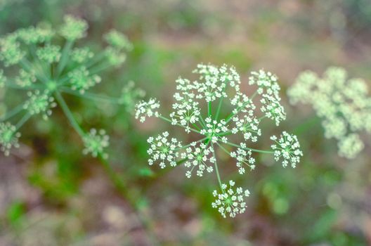 Hemlock branch with tiny white flowers in the spring with a foliage background. Conium maculatum, poison hemlock, poison parsley, spotted corobane, spotted hemlock, poison hemlock