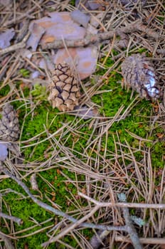 Background of the grass, bumps and a lot of moss
