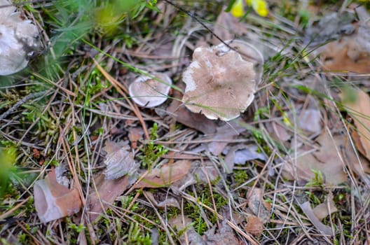 Forest edible mushrooms grow in a pine forest. Forest edible mushrooms closeup with bumps and needles