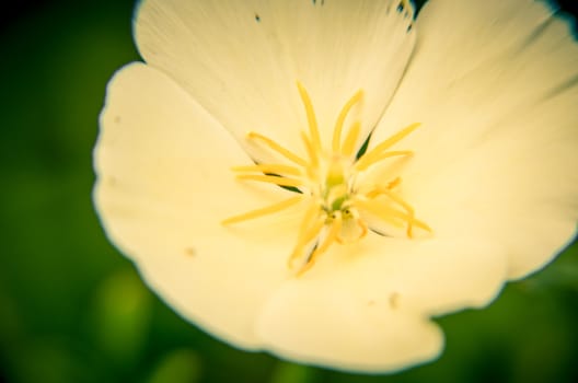 White eschscholzia on the green meadow closeup with blured background