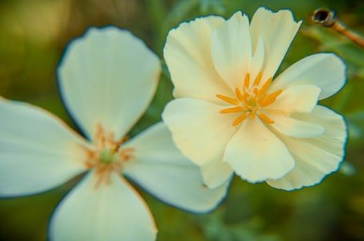 Two beige eschscholzia on the meadow closeup with blured background