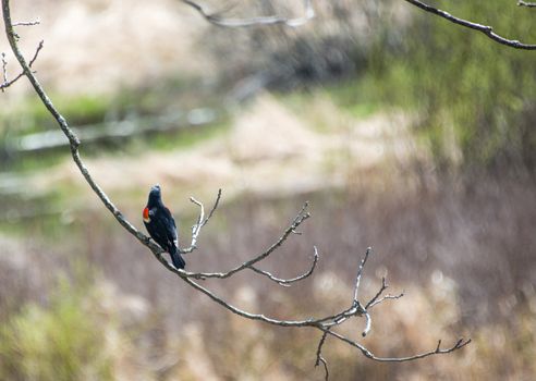 An early bird sat on a branch above the field and is waiting for its relatives