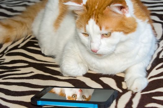 The cat saw your photo on the screen of a digital phone