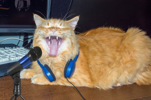 Cat sings in a microphone and headphones hang around your neck